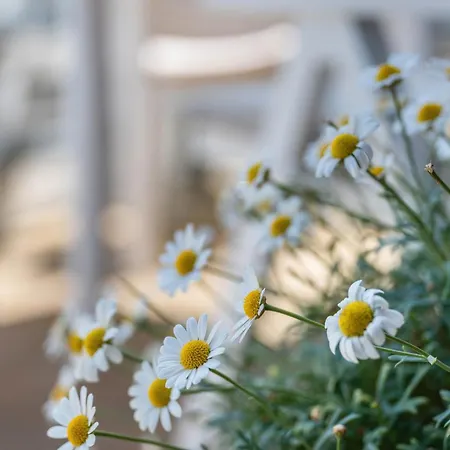 Ferienhaeuser Ella Walter - Efeuhaus