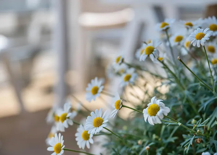 Ferienhaeuser Ella Walter - Efeuhaus